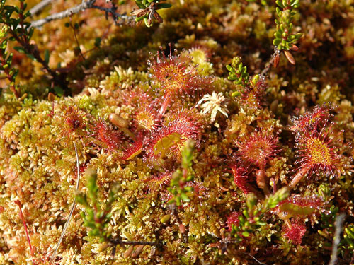 Foto Drosera rotundifolia (c) Petru Goja